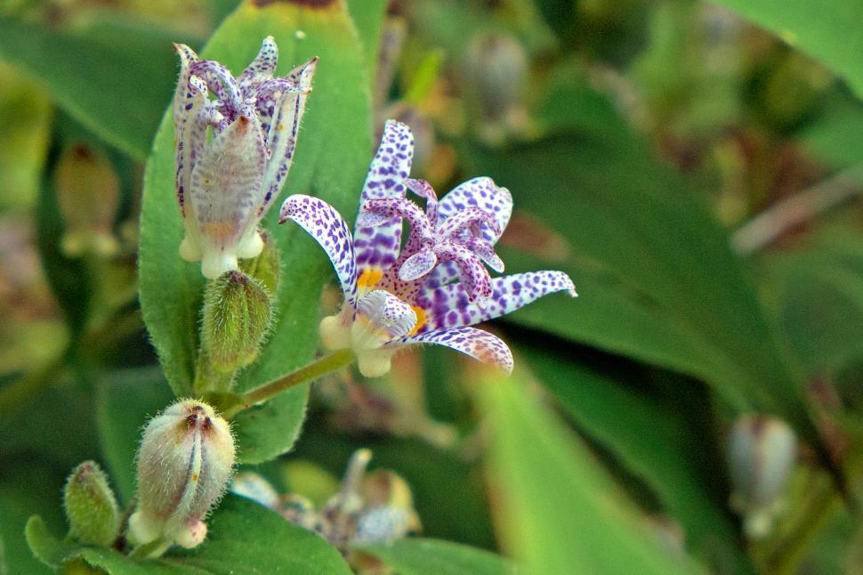 Free Image of Toad Lily Blooming Flowers Cluster 