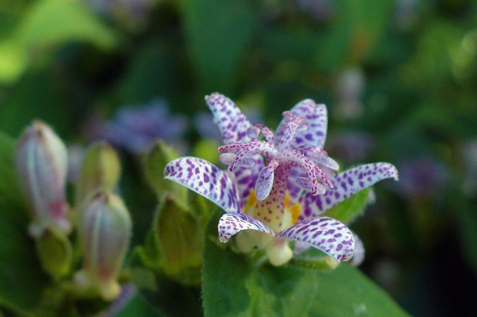 Free Image of Single Toad Lily Flower 