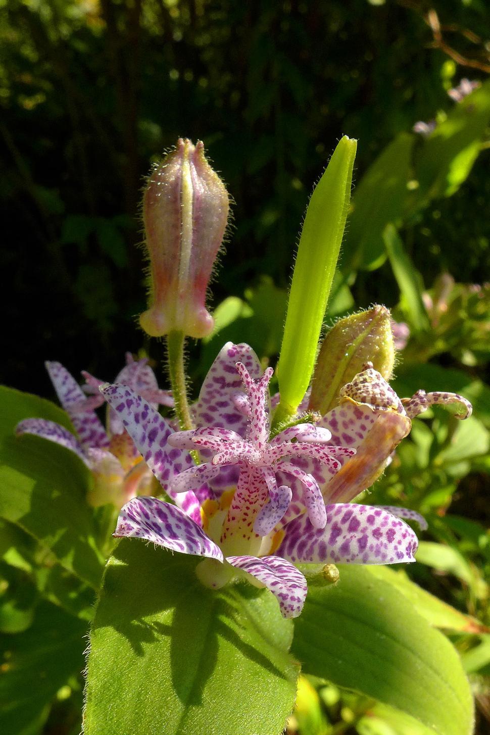 Free Image of Toad Lily Flower Cluster in the sun 