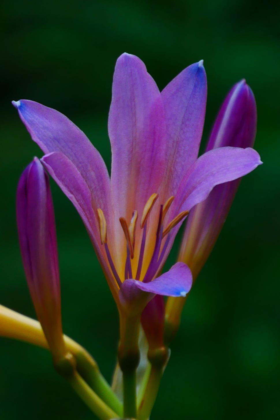 Free Image of Lycoris squamigera bloom 
