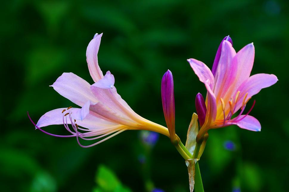 Free Image of Pair of Surprise Lily Flowers 
