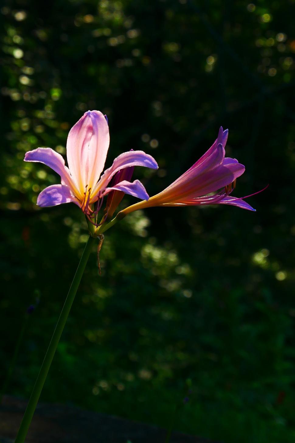 Free Image of Sun Shining on Surprise Lily Flowers 