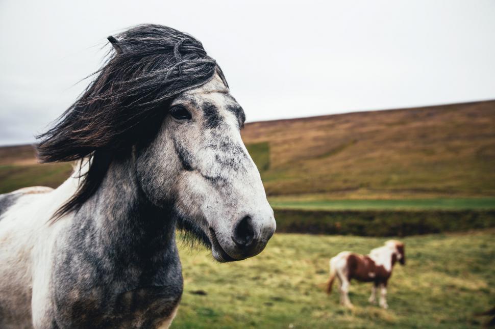Free Image of Two long haired horses in the field 