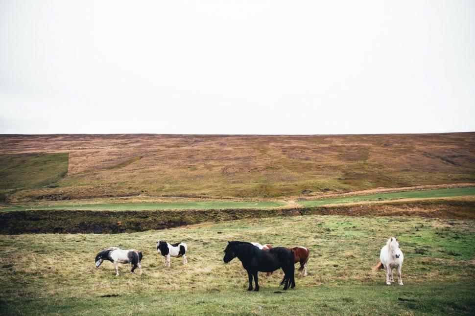 Free Image of Long haired horses in the field 