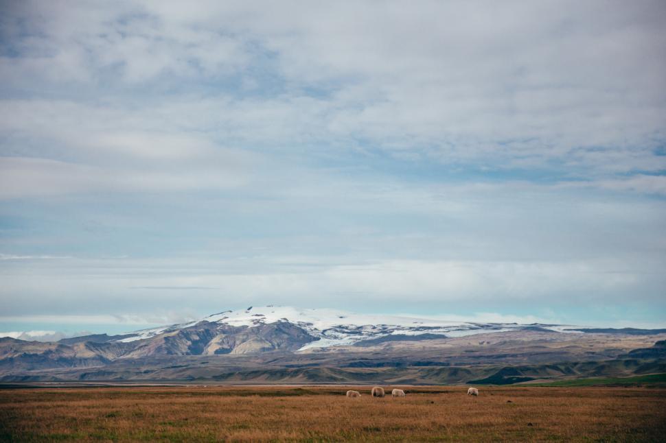 Free Image of Sheep grazing in the field near glacier 