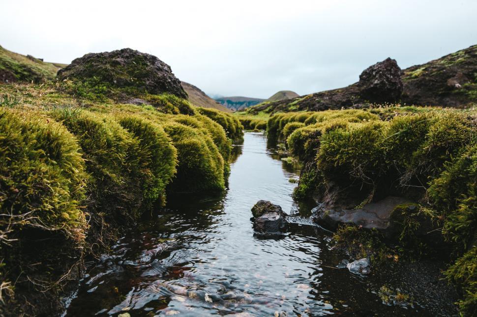 Free Image of Bushes around a fresh water stream 