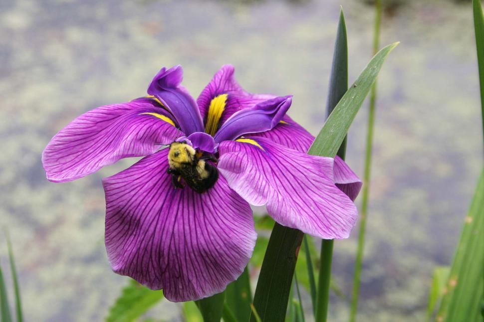 Free Image of flower bee iris plant purple bog pollenate pollen south carolina 