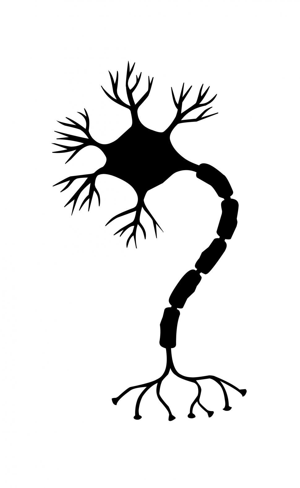Download Free Stock Photo of nerve cell Silhouette  