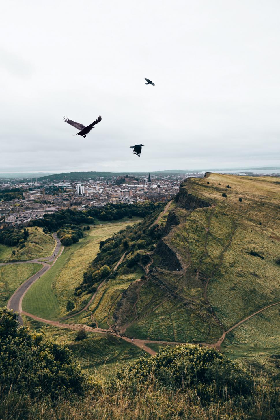 Free Image of Crows flying over the hills 