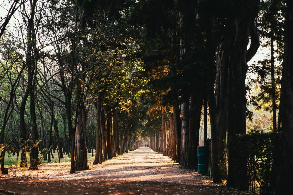 Free Image of A sunlit path in the park 
