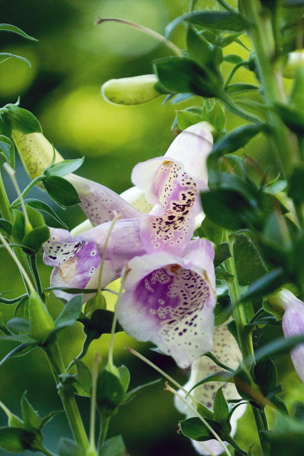 Free Image of Fox Gloves Flowers 