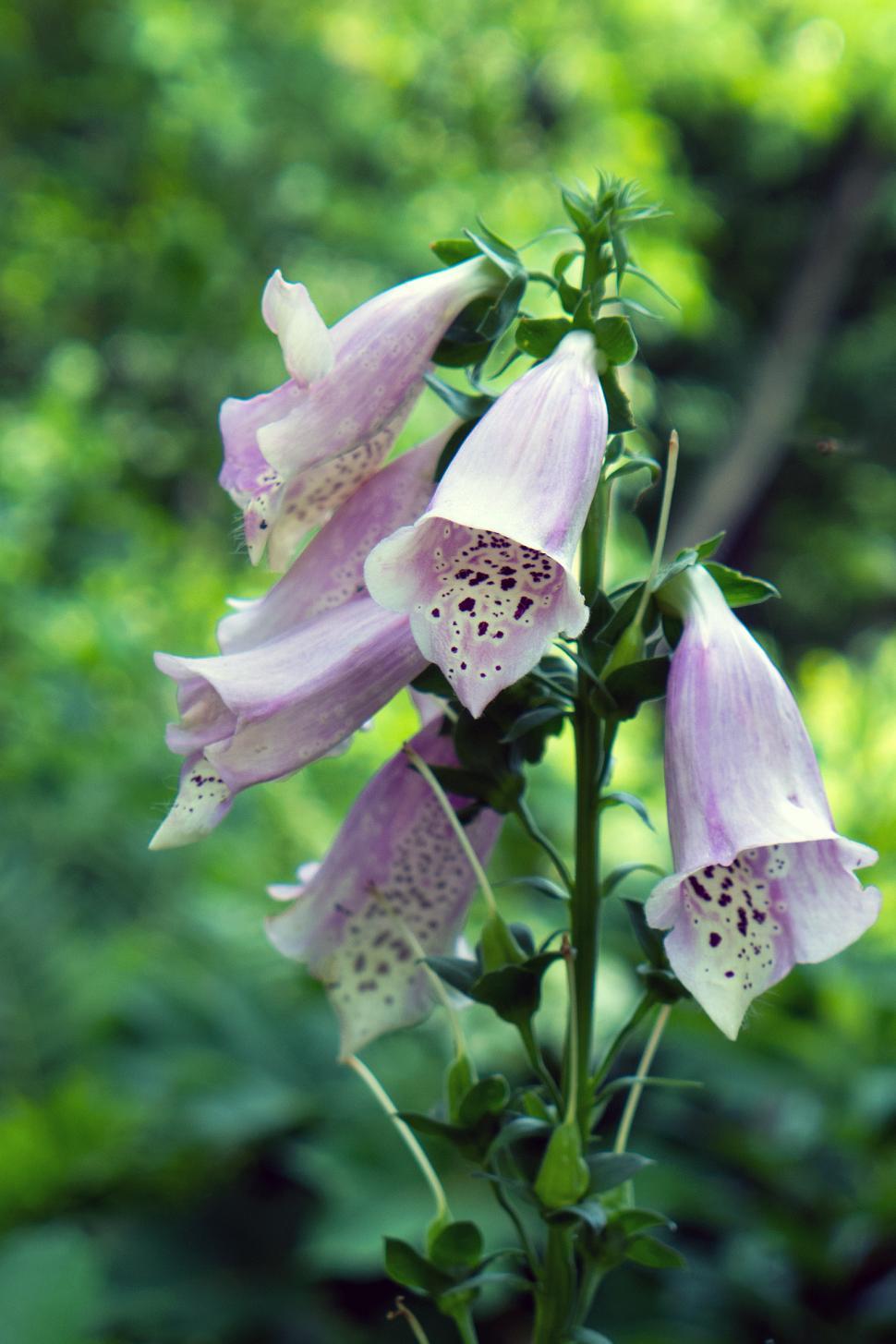 Free Image of Pink Fox Gloves Flowers 