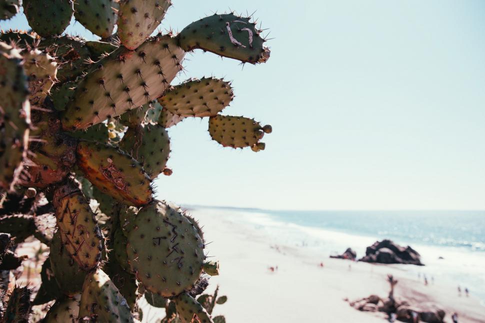 Free Image of Cactus on the beach 