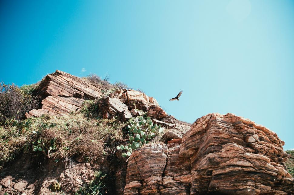 Free Image of Hawk hunting over desert cliff 