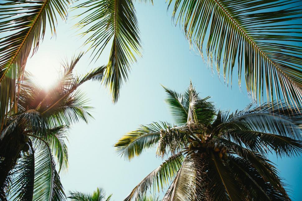 Free Image of Coconut trees in sunshine 