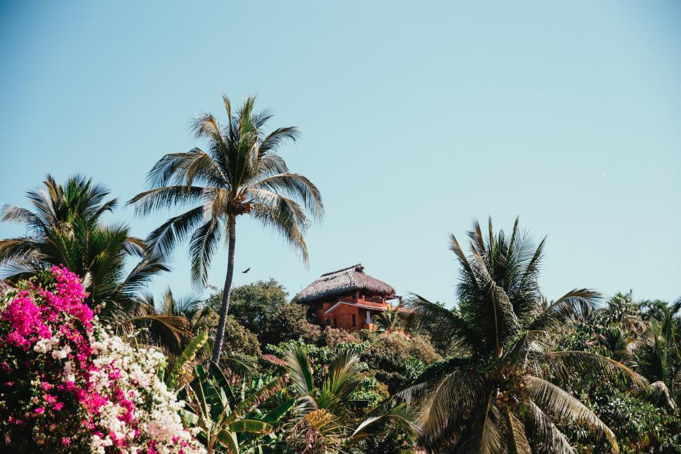 Free Image of A tropical hut surrounded with palm trees 