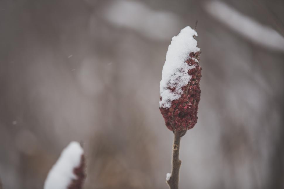 Free Image of Close up of a sumac branch in snow 