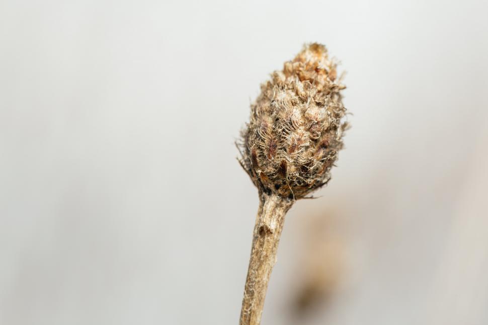 Free Image of A dried up wildflower 