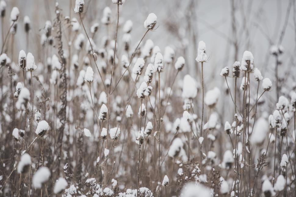 Free Image of Snow covered dried up wildflowers 