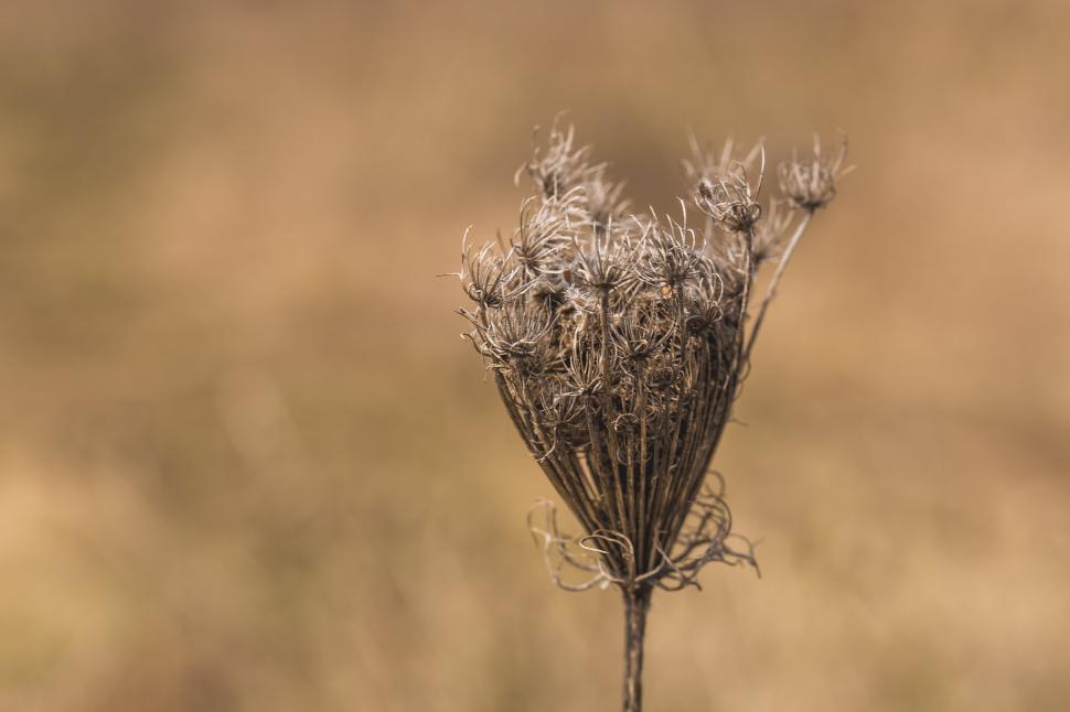 Free Image of Dried up stem of Queen Anne s Lace 