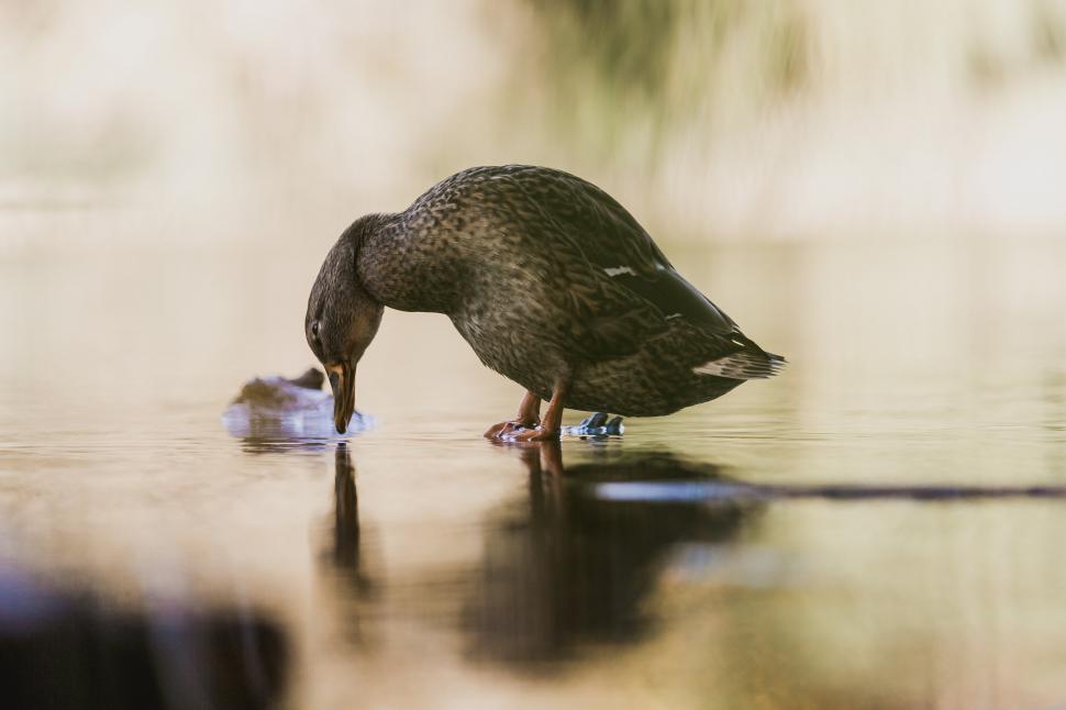 Free Image of A duck standing in water 