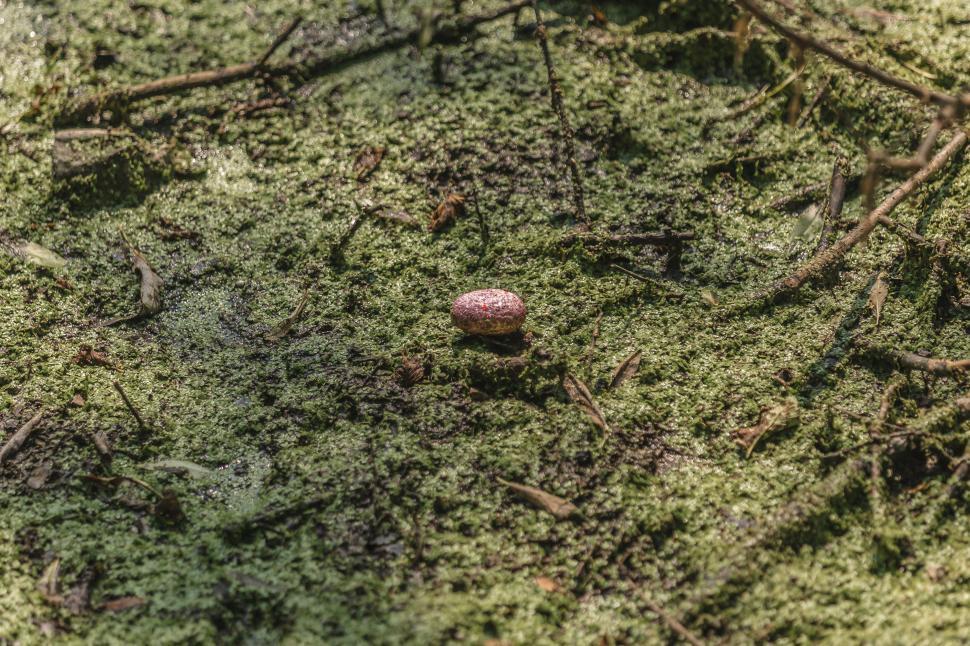 Free Image of A small egg in the middle of a swampy terrain 