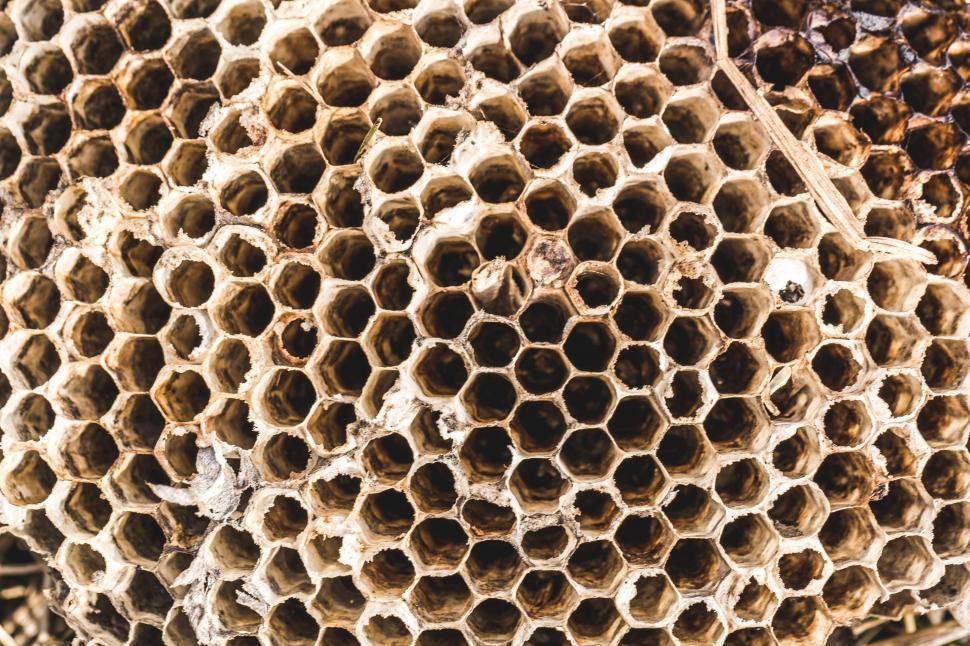 Download Free Stock Photo of Close up of wasp nest texture 