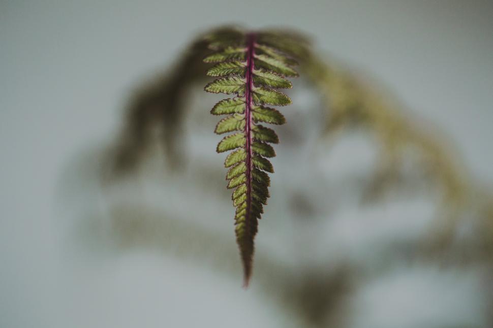 Download Free Stock Photo of Close up of a fern leaf 