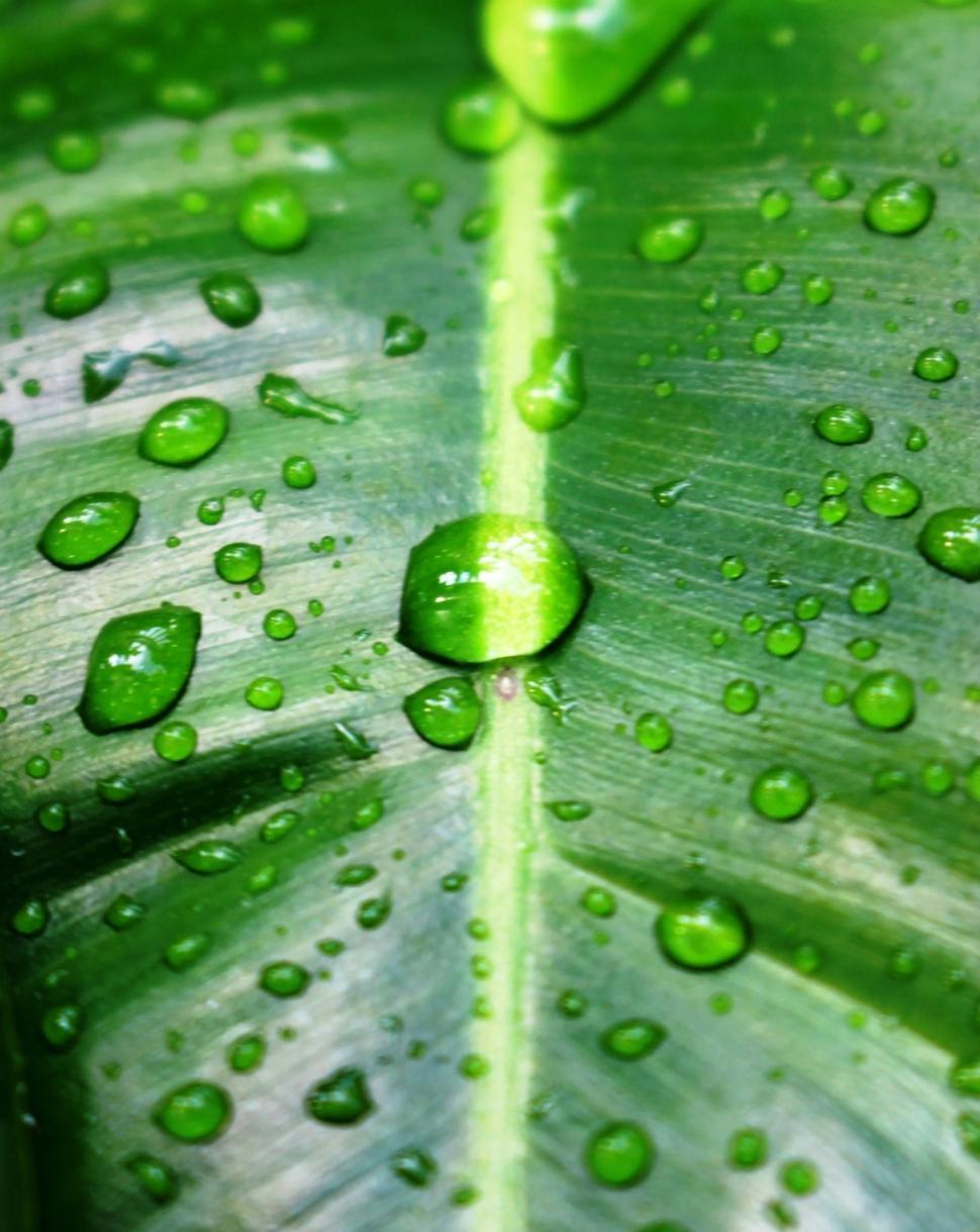 Free Image of Water drops on a green tropical leaf  