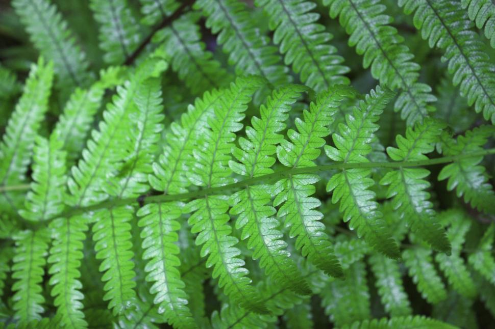 Free Image of Green fern leaves after rainNew Zealand fern 
