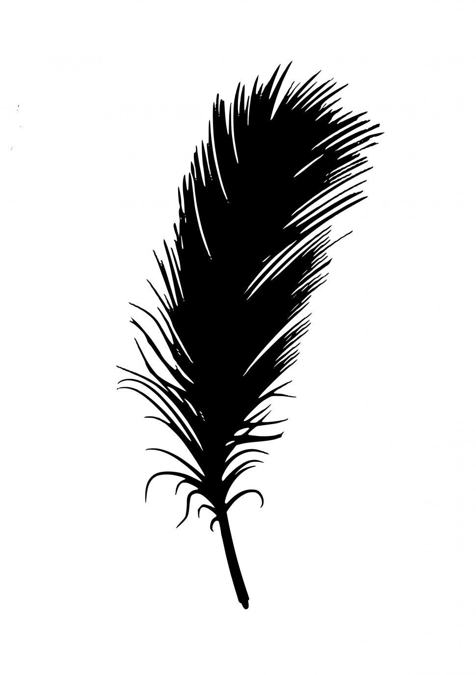 Free Image of feather Black Silhouette  
