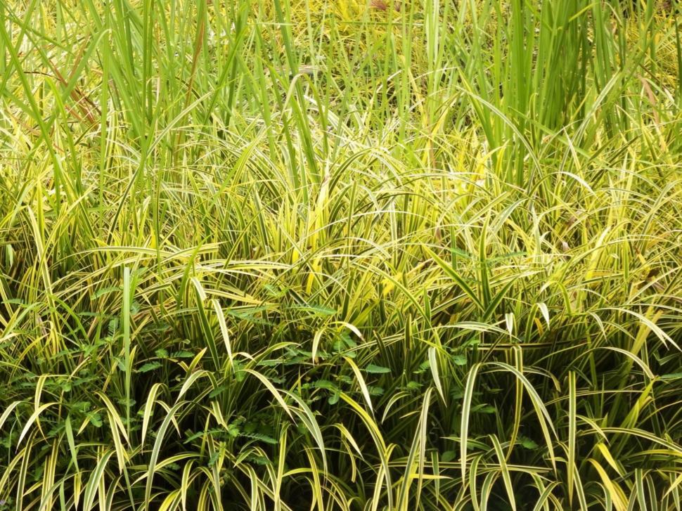 Free Image of Long tropical grass close up texture  