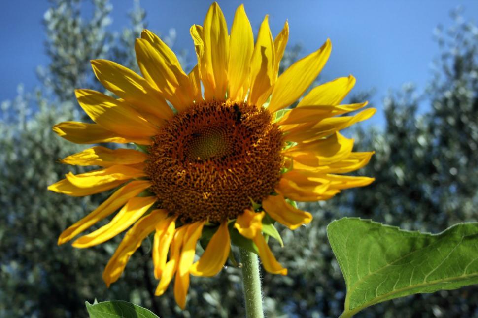 Free Image of Gold Sunflower 