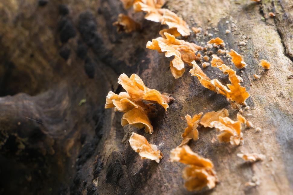 Free Image of Yellow Tree Fungi in Sunlight 