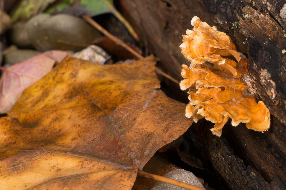 Free Image of Yellow Tree Fungi in Forest 