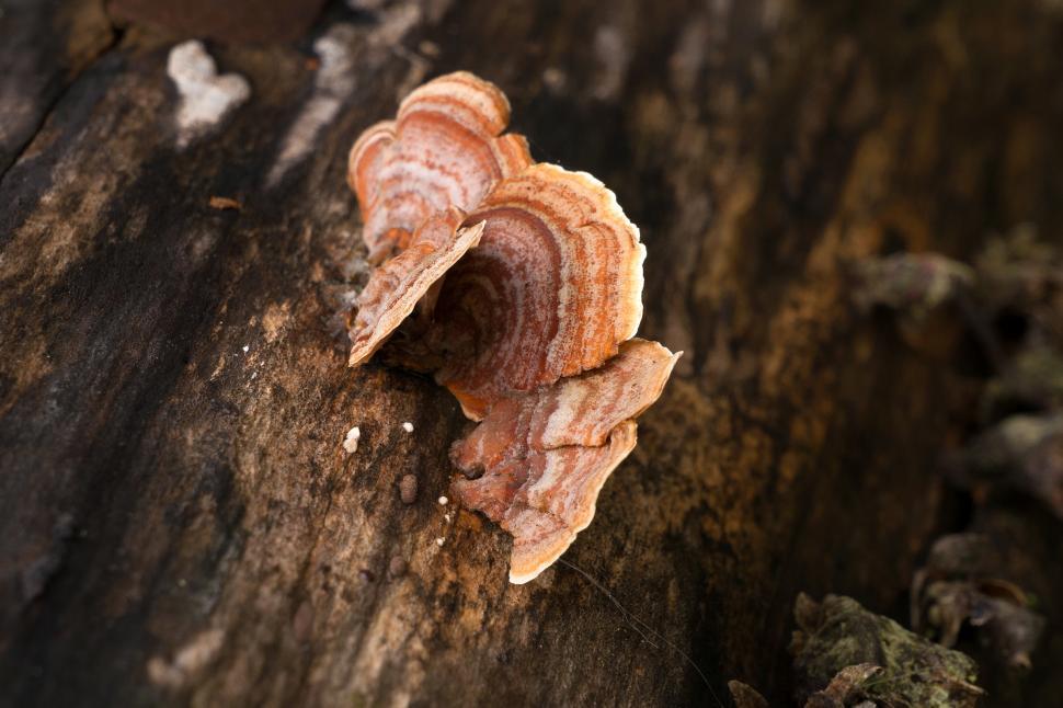 Free Image of Tree Fungus 