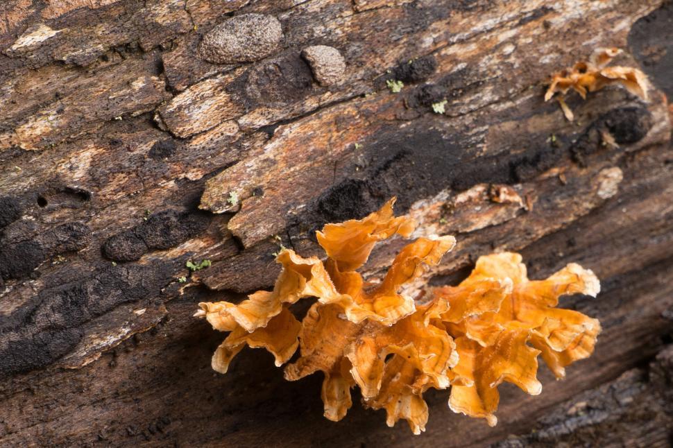 Download Free Stock Photo of Yellow Tree Fungi with Bark 