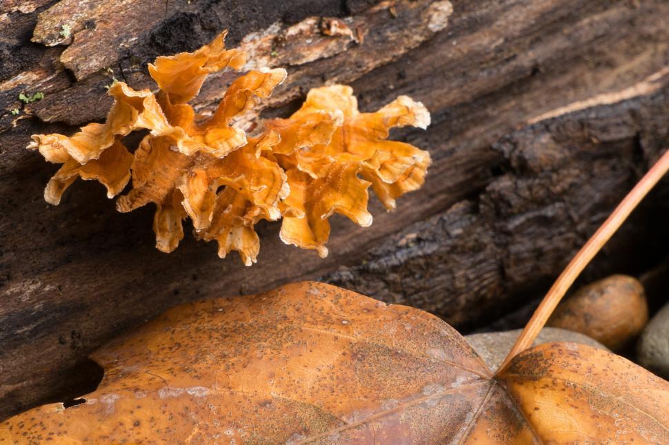 Free Image of Yellow Tree Fungi and Leaf 