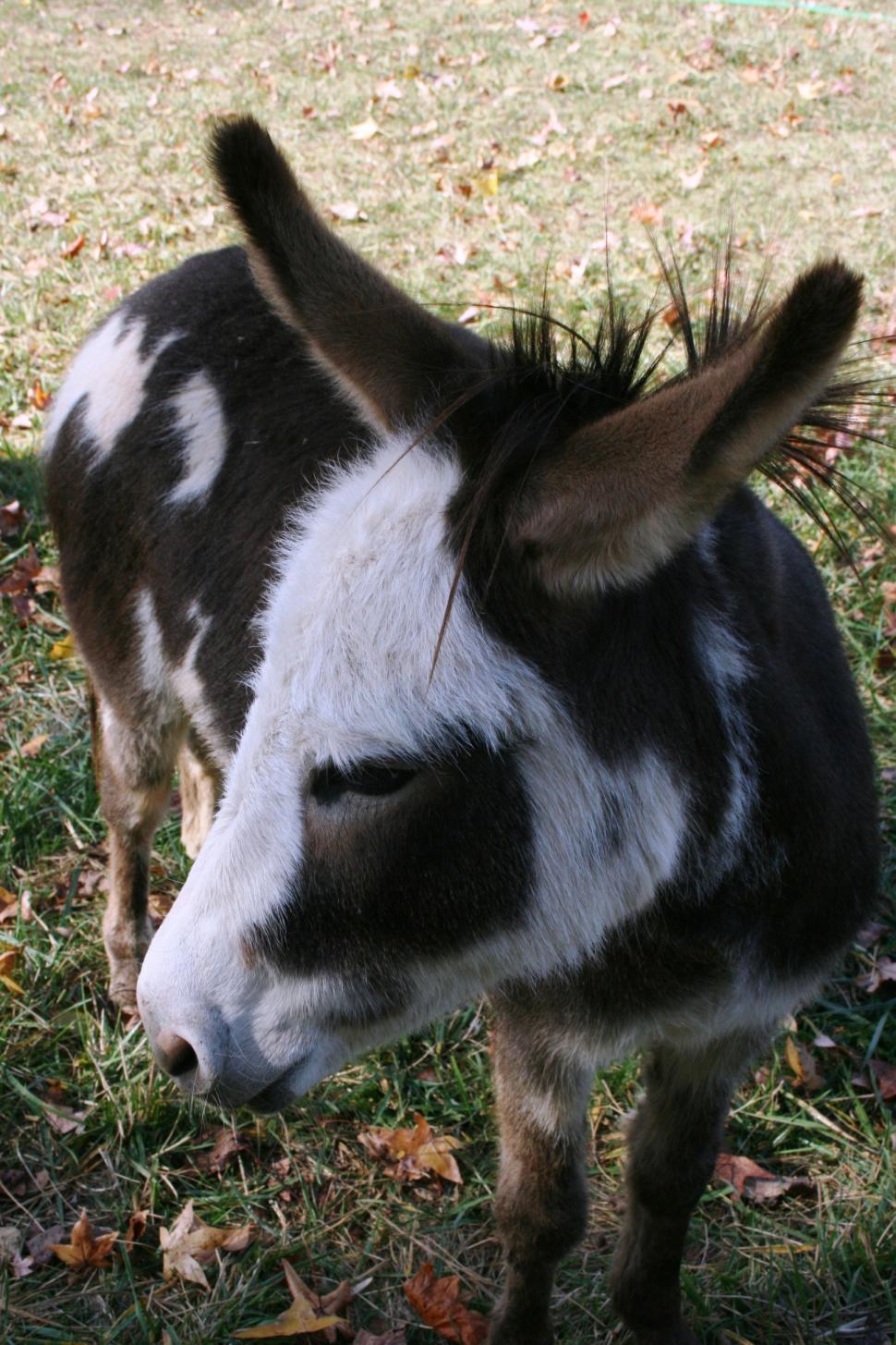 Free Image of Donkey 