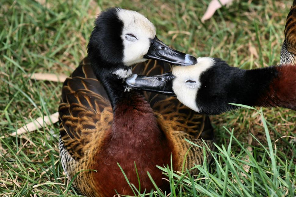Free Image of Ducks Grooming 