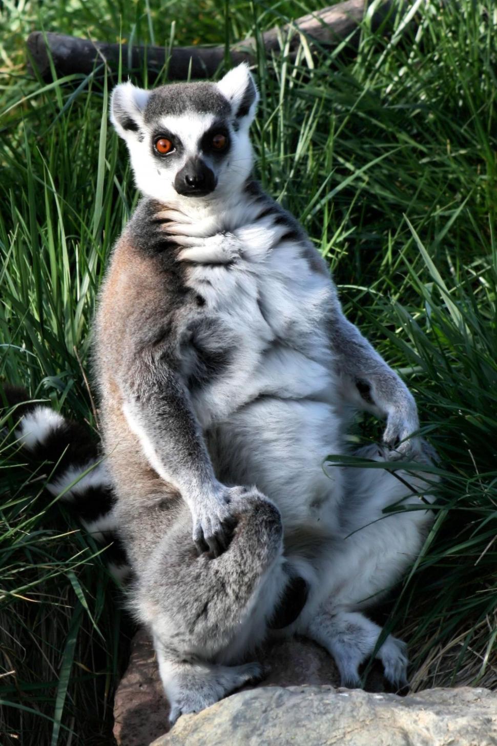 Free Image of Lemur 