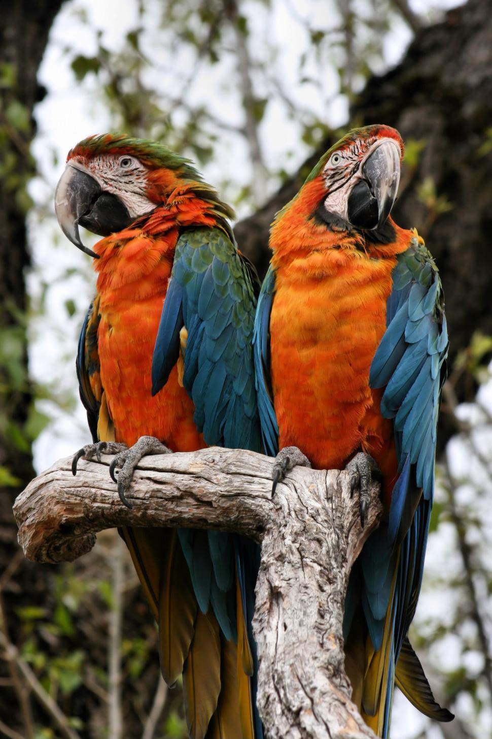 Free Image of Parrots 