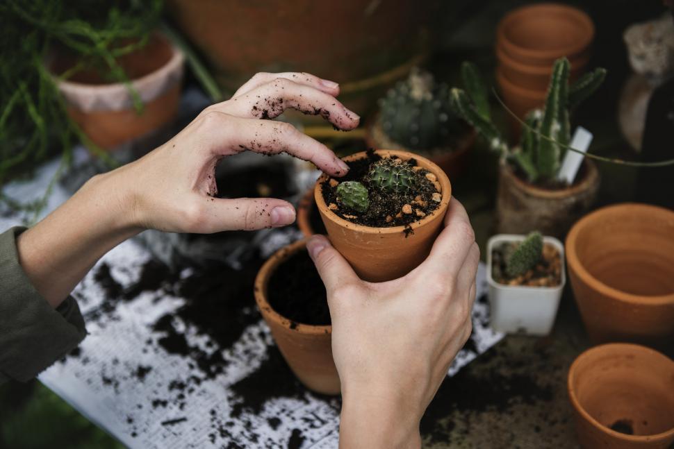 Free Image of Close up of a woman s hands planting cactus in a small pot earth 