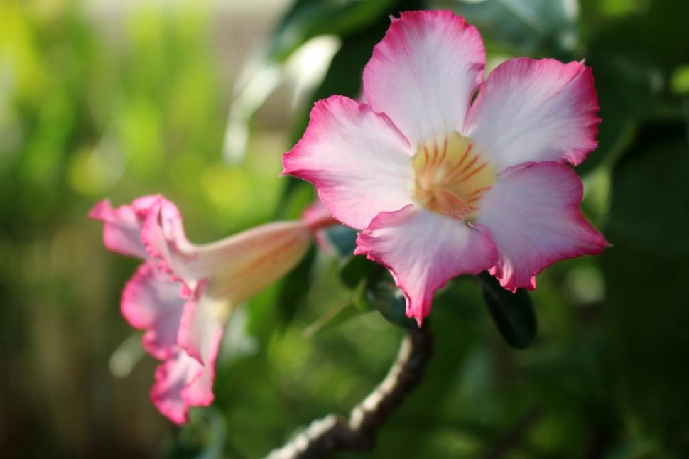 Free Image of Beautiful pink tropical flower against a green background  