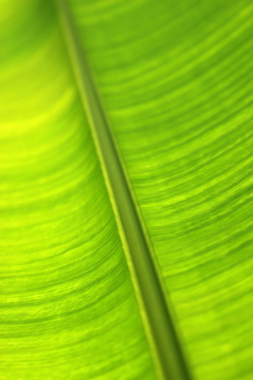 Free Image of Backlit green tropical leaf abstract background  