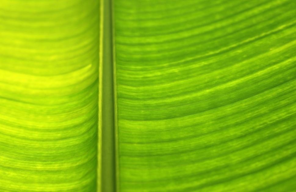 Free Image of Backlit green leaf abstract tropical background  