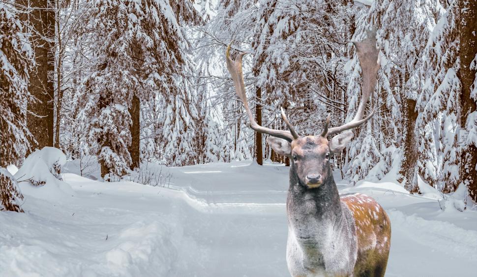 Free Image of winter deer  