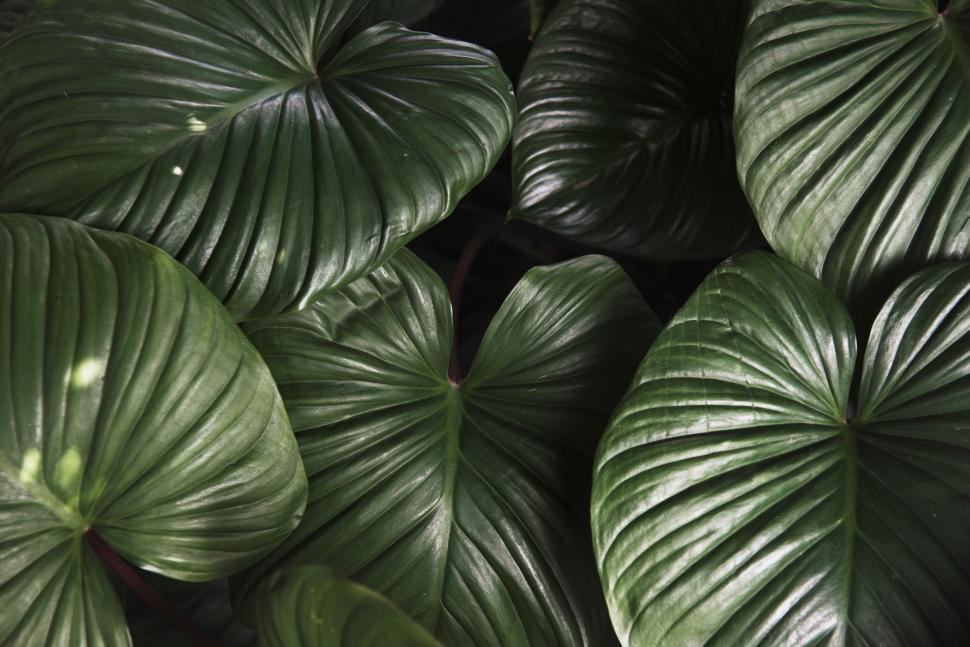 Free Image of Closeup of huge tropical plant leaves 