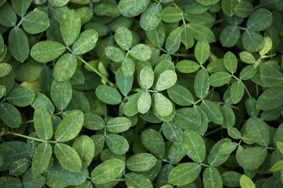 Free Image of Close up of small green leaves 