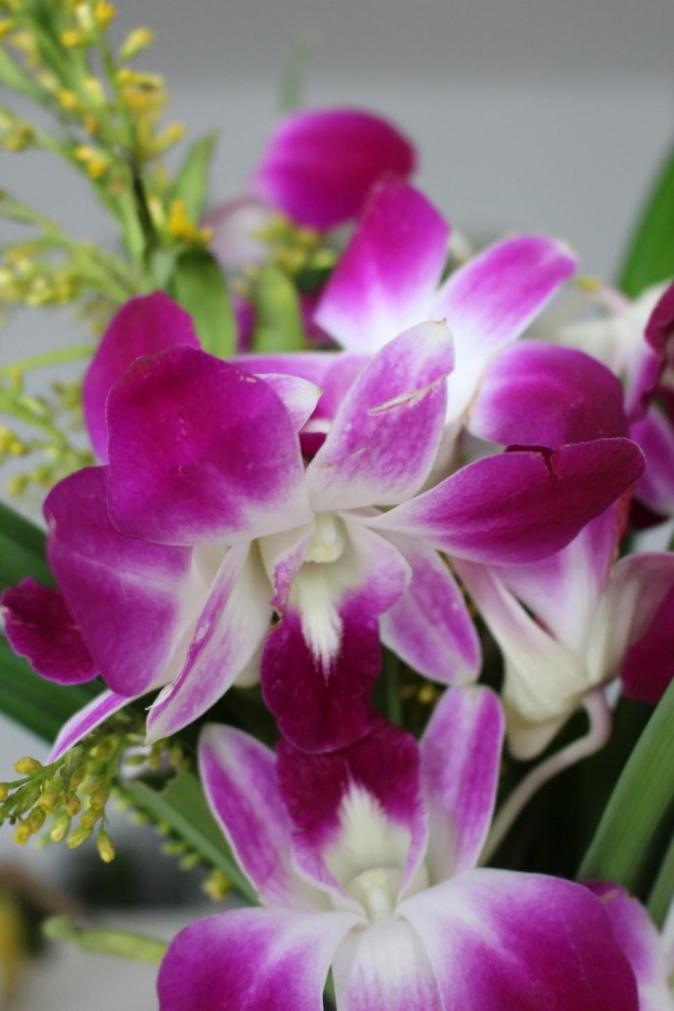 Free Image of Display of pink orchid flowers in bloom  